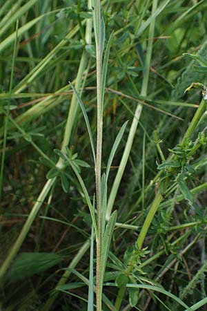 Erysimum marschallianum \ Harter Sch�terich / Hard Wallflower, D Th&uuml;ringen, K&ouml;lleda 9.6.2022