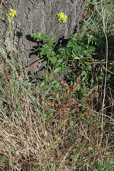 Erysimum marschallianum \ Harter Sch�terich / Hard Wallflower, D Th&uuml;ringen, K&ouml;lleda 9.6.2022