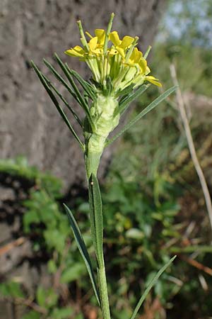 Erysimum marschallianum \ Harter Sch�terich / Hard Wallflower, D Th&uuml;ringen, K&ouml;lleda 9.6.2022