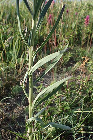 Erysimum marschallianum \ Harter Sch�terich / Hard Wallflower, D Th&uuml;ringen, K&ouml;lleda 9.6.2022