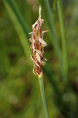 Eleocharis multicaulis \ Vielst�ngelige Sumpfbinse / Many-Stalked Spike Rush, D  2.6.2023