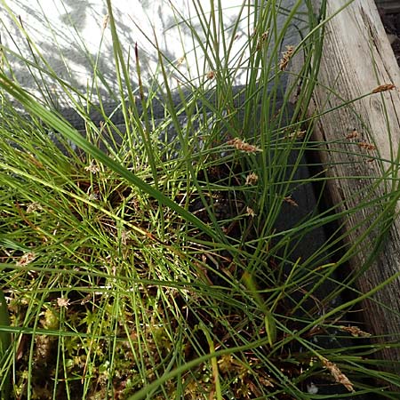 Eleocharis multicaulis \ Vielst�ngelige Sumpfbinse / Many-Stalked Spike Rush, D  2.6.2023