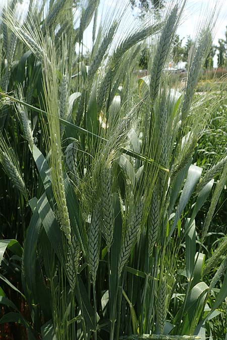 Triticum dicoccon \ Emmer, Zweikorn / Amelcorn, Emmer Wheat, D Mannheim 3.6.2023