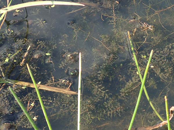 Elodea nuttallii \ Nuttalls Wasserpest / Nuttall's Waterweed, D Gro&szlig;-Gerau 21.9.2015
