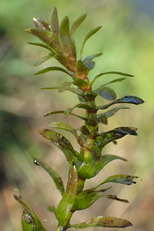 Elodea nuttallii \ Nuttalls Wasserpest / Nuttall's Waterweed, D Gro&szlig;-Gerau 21.9.2015