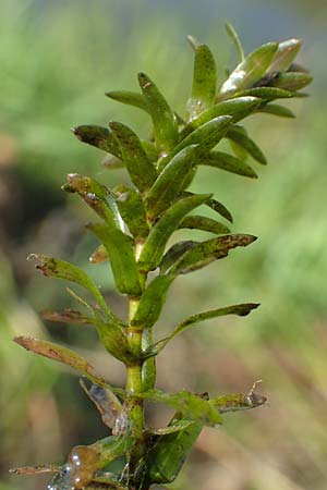 Elodea nuttallii \ Nuttalls Wasserpest / Nuttall's Waterweed, D Gro&szlig;-Gerau 21.9.2015