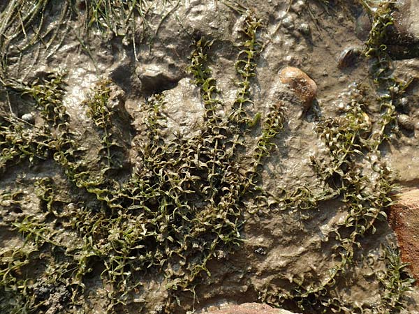 Elodea nuttallii \ Nuttalls Wasserpest / Nuttall's Waterweed, D Pfalz, Speyer 19.10.2018