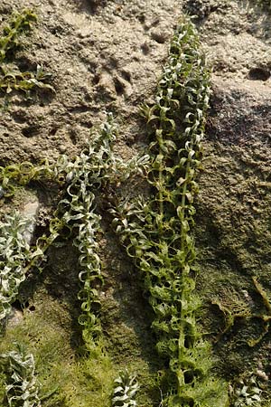 Elodea nuttallii \ Nuttalls Wasserpest / Nuttall's Waterweed, D Pfalz, Speyer 19.10.2018