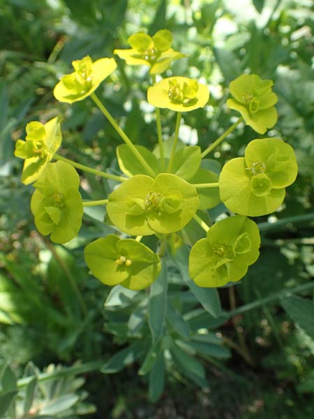 Euphorbia nicaeensis subsp. nicaeensis \ Nizza-Wolfsmilch / Southern Spurge, Honey-Flowered Spurge, D Weinheim an der Bergstra&szlig;e, Botan. Gar.  Hermannshof 7.5.2020