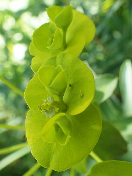 Euphorbia nicaeensis subsp. nicaeensis \ Nizza-Wolfsmilch / Southern Spurge, Honey-Flowered Spurge, D Weinheim an der Bergstra&szlig;e, Botan. Gar.  Hermannshof 7.5.2020