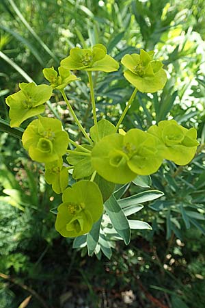 Euphorbia nicaeensis subsp. nicaeensis \ Nizza-Wolfsmilch / Southern Spurge, Honey-Flowered Spurge, D Weinheim an der Bergstra&szlig;e, Botan. Gar.  Hermannshof 7.5.2020