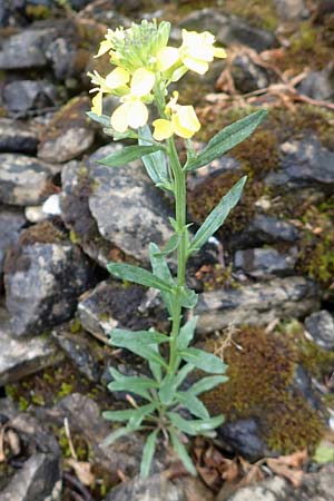 Erysimum odoratum \ Honig-Sch�terich, Wohlriechender Sch�terich / Odorant Treacle Mustard, D Hardheim 11.6.2016