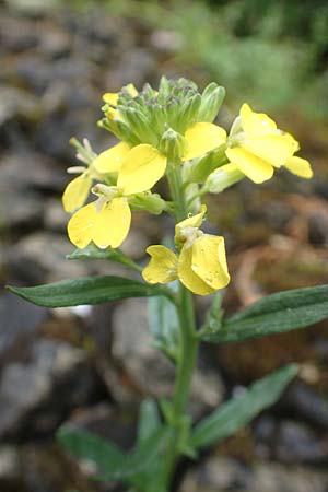 Erysimum odoratum \ Honig-Sch�terich, Wohlriechender Sch�terich / Odorant Treacle Mustard, D Hardheim 11.6.2016