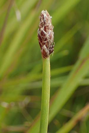 Eleocharis ovata \ Eif�rmige Sumpfbinse / Ovate Spike Rush, D Kehl 23.7.2016