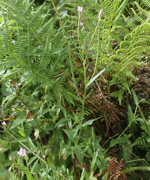 Epilobium obscurum \ Dunkelgr�nes Weidenr�schen / Dark-Green Willowherb, Short-Fruited Willowherb, D Schwarzwald/Black-Forest, Bad Rippoldsau 3.8.2016