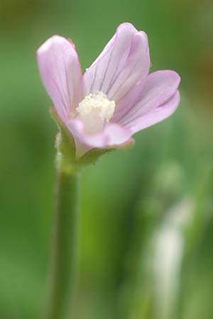 Epilobium obscurum \ Dunkelgr�nes Weidenr�schen / Dark-Green Willowherb, Short-Fruited Willowherb, D Schwarzwald/Black-Forest, Bad Rippoldsau 3.8.2016