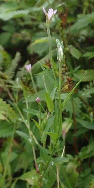 Epilobium obscurum \ Dunkelgr�nes Weidenr�schen / Dark-Green Willowherb, Short-Fruited Willowherb, D Schwarzwald/Black-Forest, Bad Rippoldsau 3.8.2016