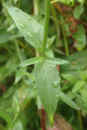 Epilobium obscurum \ Dunkelgr�nes Weidenr�schen / Dark-Green Willowherb, Short-Fruited Willowherb, D Schwarzwald/Black-Forest, Bad Rippoldsau 3.8.2016