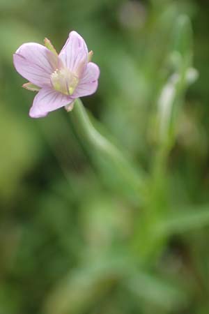 Epilobium obscurum \ Dunkelgr�nes Weidenr�schen / Dark-Green Willowherb, Short-Fruited Willowherb, D Schwarzwald/Black-Forest, Bad Rippoldsau 3.8.2016