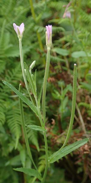 Epilobium obscurum \ Dunkelgr�nes Weidenr�schen / Dark-Green Willowherb, Short-Fruited Willowherb, D Schwarzwald/Black-Forest, Bad Rippoldsau 3.8.2016