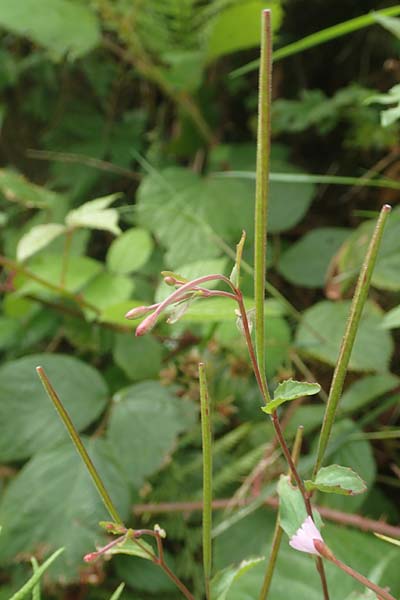 Epilobium obscurum \ Dunkelgr�nes Weidenr�schen / Dark-Green Willowherb, Short-Fruited Willowherb, D Schwarzwald/Black-Forest, Bad Rippoldsau 3.8.2016