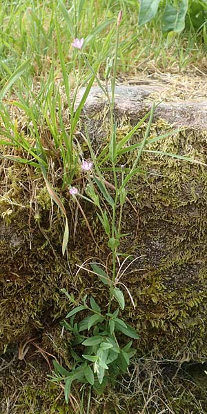 Epilobium obscurum \ Dunkelgr�nes Weidenr�schen / Dark-Green Willowherb, Short-Fruited Willowherb, D Schwarzwald/Black-Forest, Bad Rippoldsau 3.8.2016