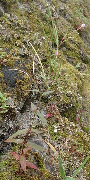 Epilobium obscurum \ Dunkelgr�nes Weidenr�schen / Dark-Green Willowherb, Short-Fruited Willowherb, D Schwarzwald/Black-Forest, Bad Rippoldsau 3.8.2016