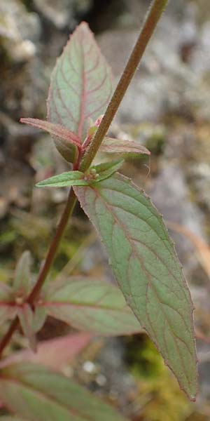 Epilobium obscurum \ Dunkelgr�nes Weidenr�schen / Dark-Green Willowherb, Short-Fruited Willowherb, D Schwarzwald/Black-Forest, Bad Rippoldsau 3.8.2016