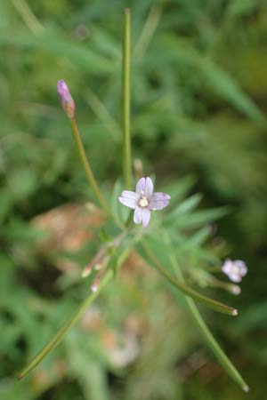 Epilobium obscurum \ Dunkelgr�nes Weidenr�schen / Dark-Green Willowherb, Short-Fruited Willowherb, D Schwarzwald/Black-Forest, Bad Rippoldsau 3.8.2016