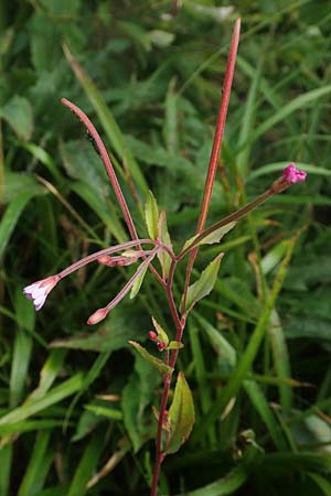 Epilobium obscurum \ Dunkelgr�nes Weidenr�schen / Dark-Green Willowherb, Short-Fruited Willowherb, D Schwarzwald/Black-Forest, Hornisgrinde 3.8.2016