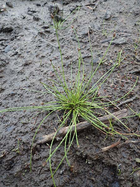 Eleocharis ovata \ Eif�rmige Sumpfbinse / Ovate Spike Rush, D Donaueschingen 6.9.2016