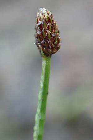 Eleocharis ovata \ Eif�rmige Sumpfbinse / Ovate Spike Rush, D Donaueschingen 6.9.2016
