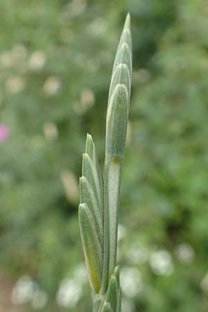 Elymus obtusiflorus \ Stumpfbl�tige Quecke / Obtuse Couch, D Leistadt 19.6.2018