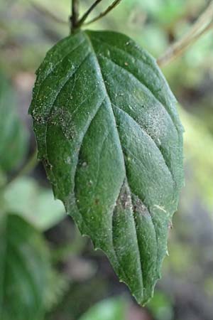 Epilobium obscurum \ Dunkelgr�nes Weidenr�schen / Dark-Green Willowherb, Short-Fruited Willowherb, D Bochum 7.10.2018