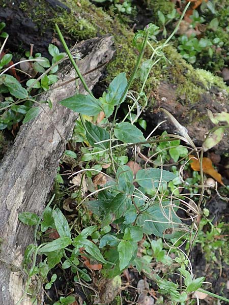Epilobium obscurum \ Dunkelgr�nes Weidenr�schen / Dark-Green Willowherb, Short-Fruited Willowherb, D Bochum 7.10.2018