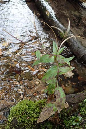 Epilobium obscurum \ Dunkelgr�nes Weidenr�schen / Dark-Green Willowherb, Short-Fruited Willowherb, D Bochum 7.10.2018