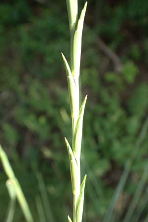 Elymus obtusiflorus \ Stumpfbl�tige Quecke / Obtuse Couch, D Spessart, Linsengericht-Eidenges&auml;&szlig; 20.6.2020