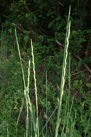 Elymus obtusiflorus \ Stumpfbl�tige Quecke / Obtuse Couch, D Spessart, Linsengericht-Eidenges&auml;&szlig; 20.6.2020