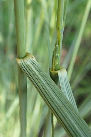 Elymus obtusiflorus \ Stumpfbl�tige Quecke / Obtuse Couch, D Spessart, Linsengericht-Eidenges&auml;&szlig; 20.6.2020