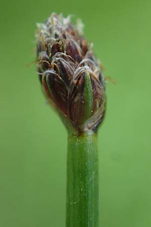 Eleocharis ovata \ Eif�rmige Sumpfbinse / Ovate Spike Rush, D Kaiserslautern 7.7.2021