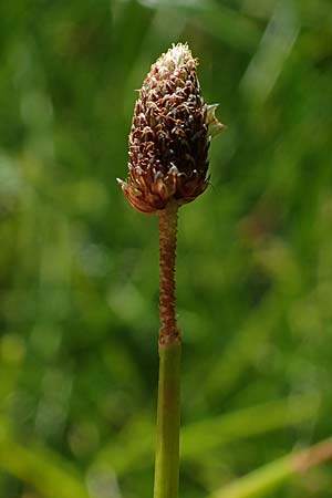 Eleocharis ovata \ Eif�rmige Sumpfbinse / Ovate Spike Rush, D Kaiserslautern 15.8.2021