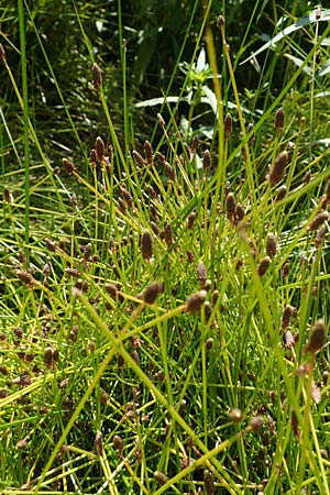 Eleocharis ovata \ Eif�rmige Sumpfbinse / Ovate Spike Rush, D Kaiserslautern 15.8.2021