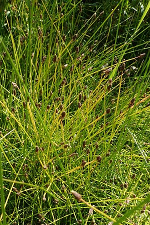 Eleocharis ovata \ Eif�rmige Sumpfbinse / Ovate Spike Rush, D Kaiserslautern 15.8.2021