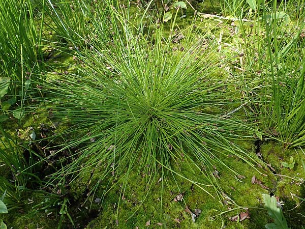 Eleocharis ovata \ Eif�rmige Sumpfbinse / Ovate Spike Rush, D Kaiserslautern 15.8.2021