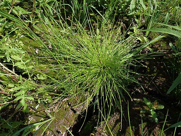 Eleocharis ovata \ Eif�rmige Sumpfbinse / Ovate Spike Rush, D Kaiserslautern 15.8.2021