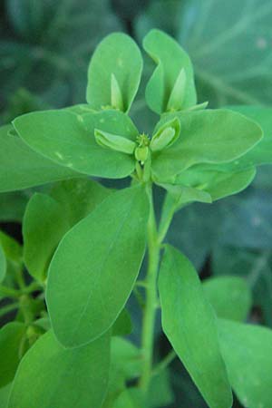 Euphorbia peplus \ Garten-Wolfsmilch / Petty Spurge, D Bad D&uuml;rkheim 21.6.2007