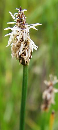 Eleocharis palustris agg. \ Gew�hnliche Sumpfbinse, Gemeine Sumpfsimse / Common Spike Rush, D Gerolzhofen-Sulzheim 1.6.2015