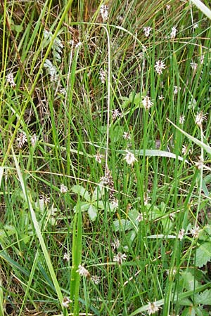 Eleocharis palustris agg. \ Gew�hnliche Sumpfbinse, Gemeine Sumpfsimse / Common Spike Rush, D Gerolzhofen-Sulzheim 1.6.2015