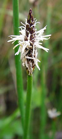 Eleocharis palustris agg. \ Gew�hnliche Sumpfbinse, Gemeine Sumpfsimse / Common Spike Rush, D Gerolzhofen-Sulzheim 1.6.2015