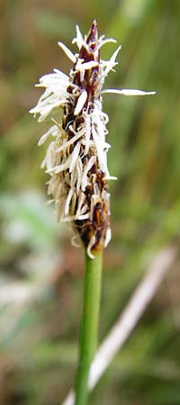 Eleocharis palustris agg. \ Gew�hnliche Sumpfbinse, Gemeine Sumpfsimse / Common Spike Rush, D Gerolzhofen-Sulzheim 1.6.2015